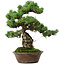 Pinus parviflora, 40 cm, ± 35 años de edad, con un nebari de 11 cm
