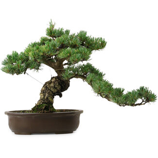 Pinus parviflora, 41 cm, ± 35 años de edad