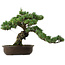 Pinus parviflora, 41 cm, ± 35 Jahre alt, mit einem Wurzelansatz von 11 cm