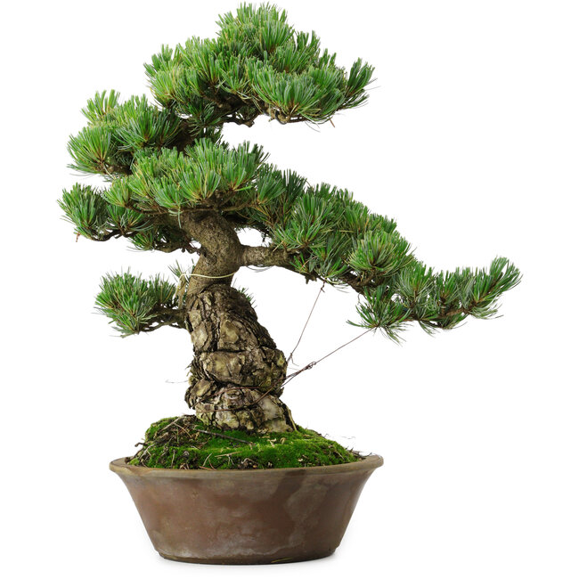 Pinus parviflora, 40 cm, ± 35 Jahre alt, mit einem Wurzelansatz von 11 cm