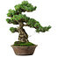 Pinus parviflora, 40 cm, ± 35 años de edad, con un nebari de 11 cm