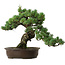 Pinus parviflora, 41 cm, ± 35 years old, with a nebari of 11 cm