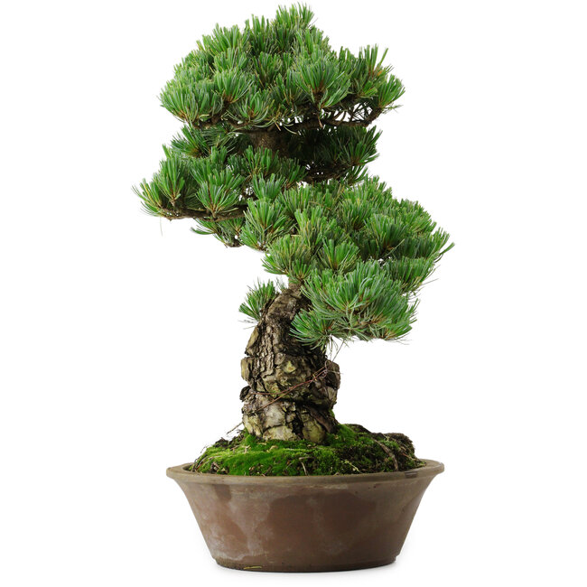 Pinus parviflora, 40 cm, ± 35 años de edad, con un nebari de 11 cm