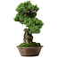 Pinus parviflora, 40 cm, ± 35 years old, with a nebari of 11 cm