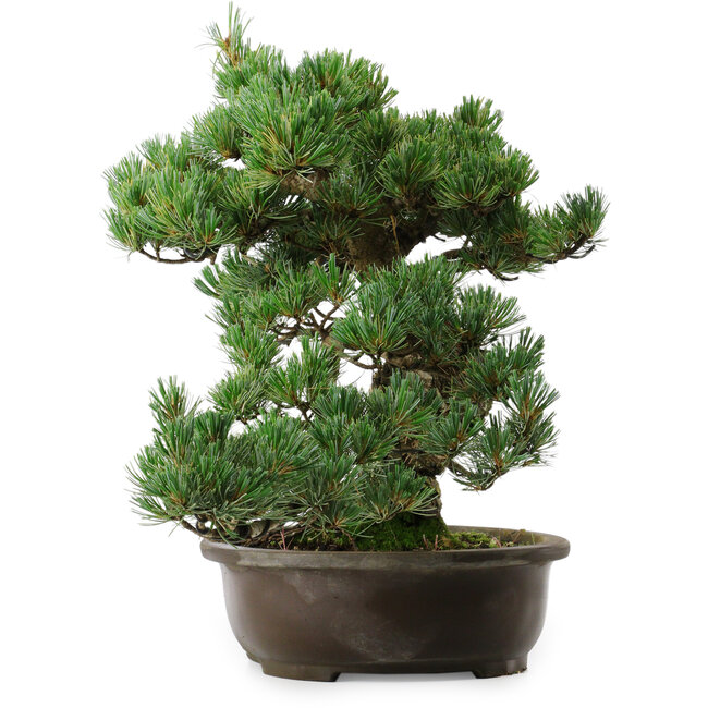 Pinus parviflora, 41 cm, ± 35 ans, avec un nebari de 11 cm