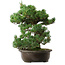 Pinus parviflora, 41 cm, ± 35 anni, con nebari di 11 cm