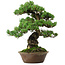 Pinus parviflora, 40 cm, ± 35 anni, con nebari di 11 cm