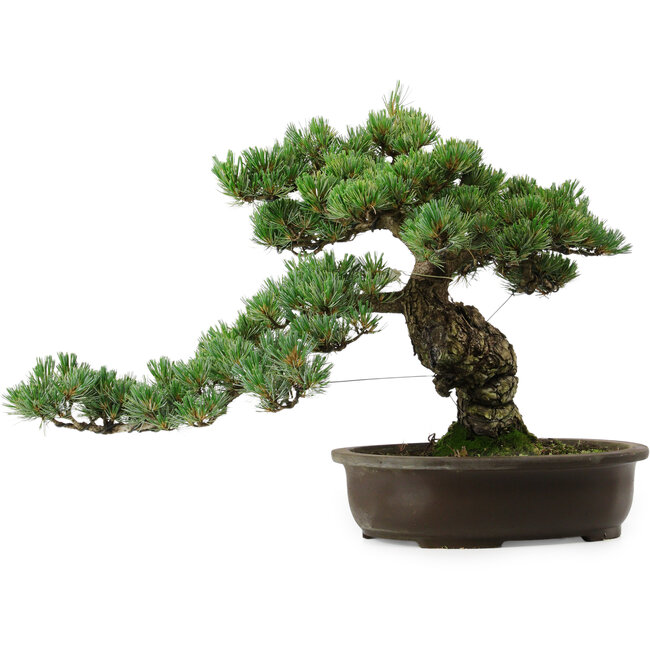 Pinus parviflora, 41 cm, ± 35 years old, with a nebari of 11 cm