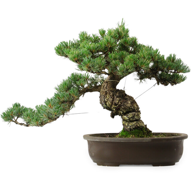 Pinus parviflora, 41 cm, ± 35 Jahre alt, mit einem Wurzelansatz von 11 cm
