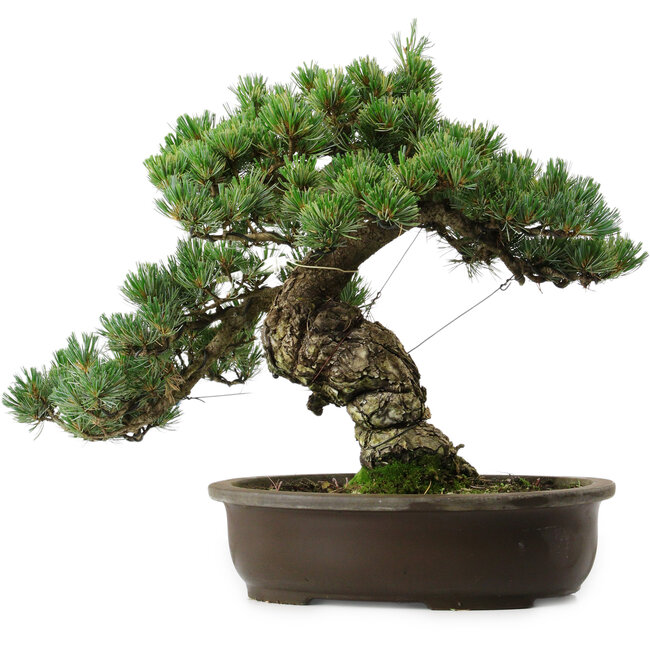 Pinus parviflora, 41 cm, ± 35 jaar oud, met een nebari van 11 cm