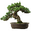 Pinus parviflora, 41 cm, ± 35 ans, avec un nebari de 11 cm