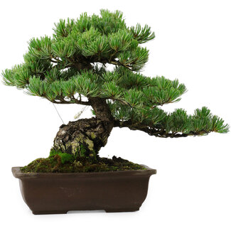 Pinus parviflora, 43 cm, ± 35 years old