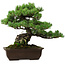 Pinus parviflora, 43 cm, ± 35 years old, with a nebari of 11 cm