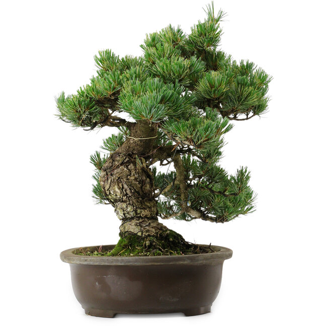 Pinus parviflora, 41 cm, ± 35 jaar oud, met een nebari van 11 cm
