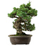 Pinus parviflora, 41 cm, ± 35 ans, avec un nebari de 11 cm