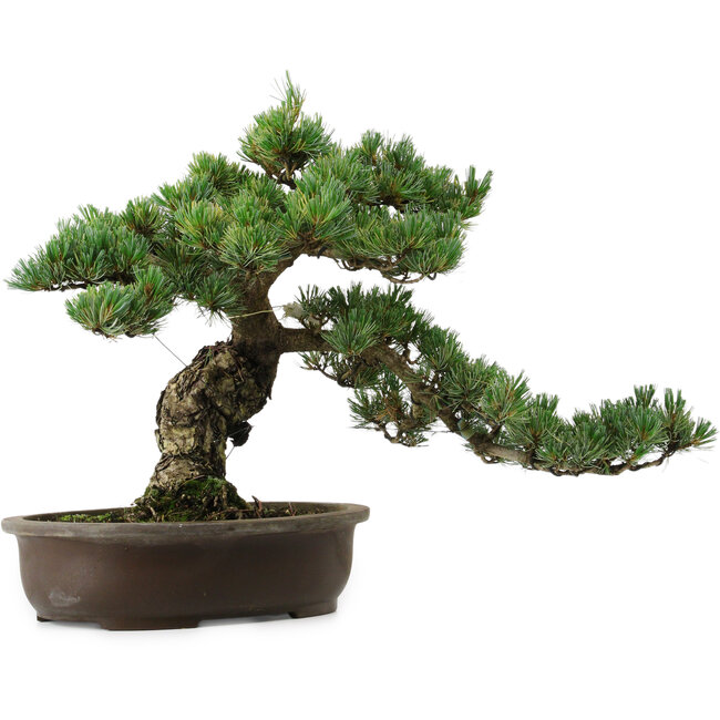 Pinus parviflora, 41 cm, ± 35 años de edad, con un nebari de 11 cm