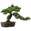 Pinus parviflora, 41 cm, ± 35 years old, with a nebari of 11 cm