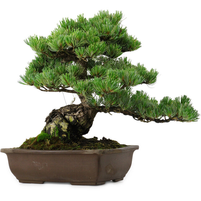 Pinus parviflora, 43 cm, ± 35 jaar oud, met een nebari van 11 cm