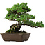 Pinus parviflora, 43 cm, ± 35 Jahre alt, mit einem Wurzelansatz von 11 cm