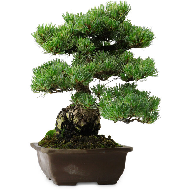 Pinus parviflora, 43 cm, ± 35 años de edad, con un nebari de 11 cm