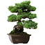 Pinus parviflora, 43 cm, ± 35 Jahre alt, mit einem Wurzelansatz von 11 cm