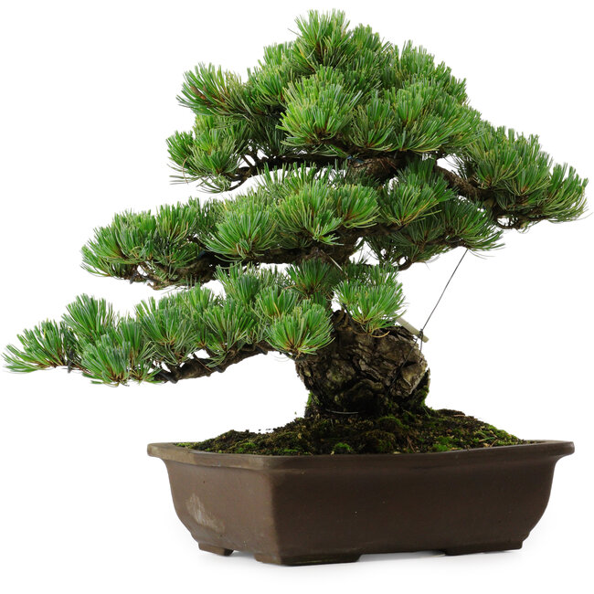 Pinus parviflora, 43 cm, ± 35 years old, with a nebari of 11 cm