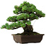 Pinus parviflora, 43 cm, ± 35 Jahre alt, mit einem Wurzelansatz von 11 cm