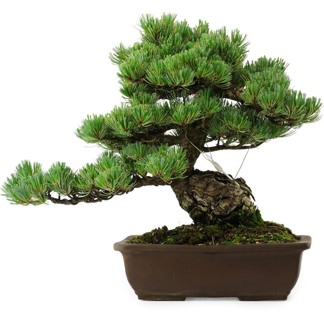 Pinus parviflora, 43 cm, ± 35 años de edad, con un nebari de 11 cm