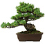 Pinus parviflora, 43 cm, ± 35 ans, avec un nebari de 11 cm