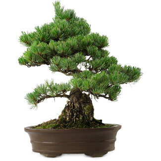 Pinus parviflora, 38 cm, ± 35 ans