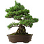 Pinus parviflora, 38 cm, ± 35 Jahre alt, mit einem Wurzelansatz von 11 cm