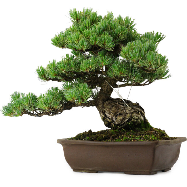 Pinus parviflora, 43 cm, ± 35 años de edad, con un nebari de 11 cm