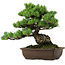 Pinus parviflora, 43 cm, ± 35 years old, with a nebari of 11 cm