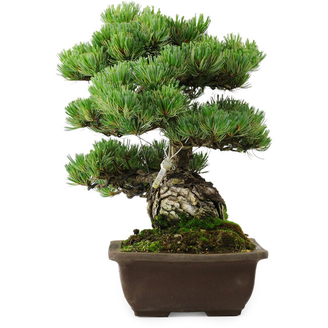 Pinus parviflora, 43 cm, ± 35 años de edad, con un nebari de 11 cm
