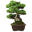 Pinus parviflora, 43 cm, ± 35 años de edad, con un nebari de 11 cm