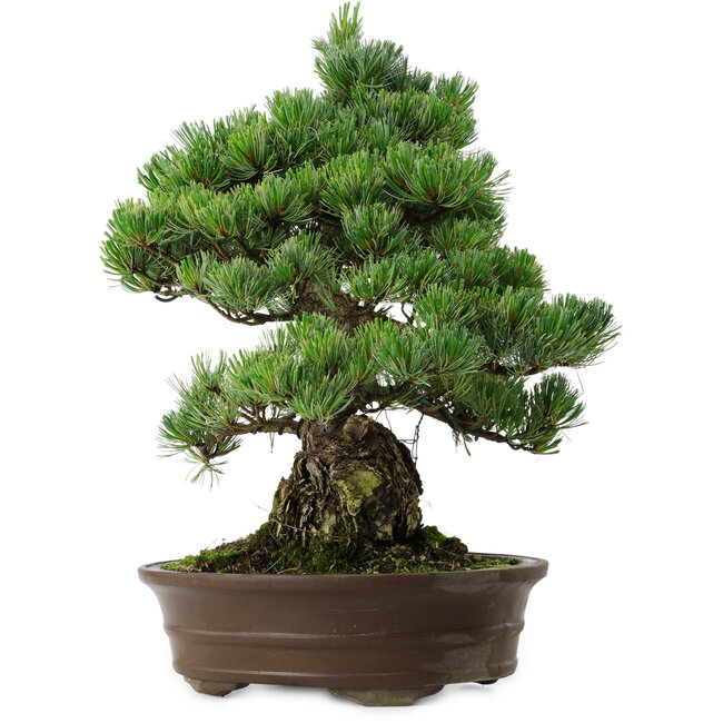 Pinus parviflora, 38 cm, ± 35 anni, con nebari di 11 cm