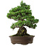 Pinus parviflora, 38 cm, ± 35 anni, con nebari di 11 cm