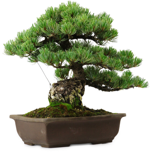 Pinus parviflora, 43 cm, ± 35 jaar oud, met een nebari van 11 cm