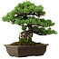Pinus parviflora, 43 cm, ± 35 anni, con nebari di 11 cm