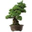 Pinus parviflora, 38 cm, ± 35 ans, avec un nebari de 11 cm