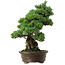 Pinus parviflora, 38 cm, ± 35 years old, with a nebari of 11 cm