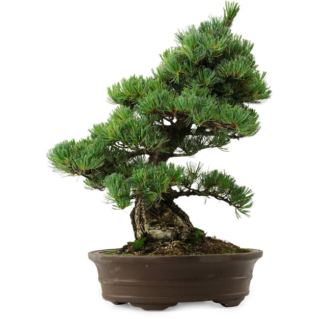 Pinus parviflora, 38 cm, ± 35 years old, with a nebari of 11 cm