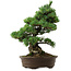 Pinus parviflora, 38 cm, ± 35 Jahre alt, mit einem Wurzelansatz von 11 cm