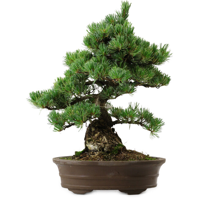 Pinus parviflora, 38 cm, ± 35 anni, con nebari di 11 cm