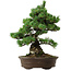 Pinus parviflora, 38 cm, ± 35 años de edad, con un nebari de 11 cm