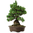 Pinus parviflora, 38 cm, ± 35 ans, avec un nebari de 11 cm