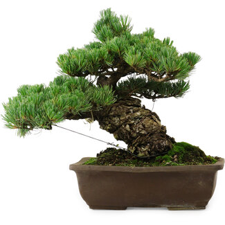 Pinus parviflora, 33 cm, ± 35 jaar oud