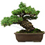 Pinus parviflora, 33 cm, ± 35 anni, con nebari di 11 cm
