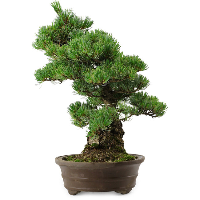 Pinus parviflora, 38 cm, ± 35 years old, with a nebari of 11 cm