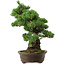 Pinus parviflora, 38 cm, ± 35 jaar oud, met een nebari van 11 cm